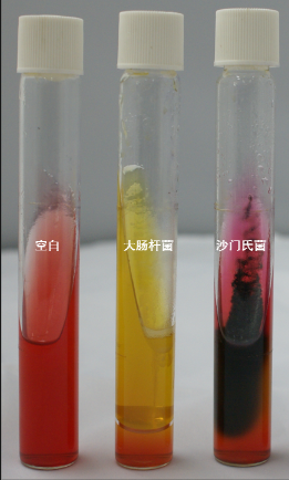VRBA內的紅色小菌落，有可能是沙門氏菌？