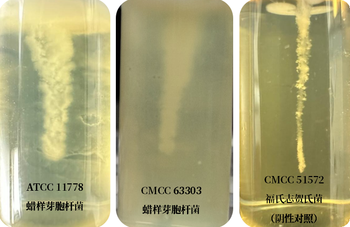 誰是芽胞桿菌中的“運動健將”？