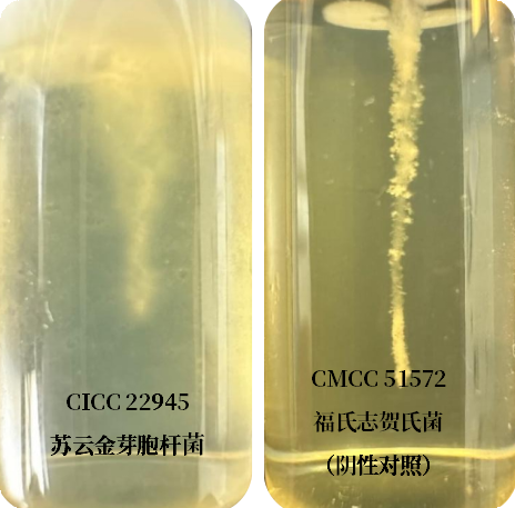 誰是芽胞桿菌中的“運動健將”？