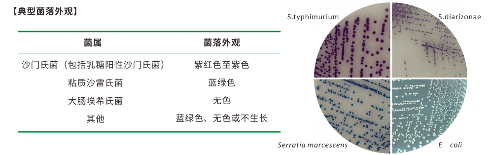沙門(mén)檢測(cè)新助手—沙門(mén)氏+顯色培養(yǎng)基 沙門(mén)檢測(cè)新助手—沙門(mén)氏+顯色培養(yǎng)基