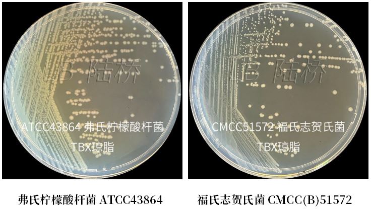 GB 4789.38-2025《食品安全國家標(biāo)準(zhǔn) 食品微生物學(xué)檢驗 大腸埃希氏菌計數(shù)》解讀 GB 4789.38-2025《食品安全國家標(biāo)準(zhǔn) 食品微生物學(xué)檢驗 大腸埃希氏菌計數(shù)》解讀