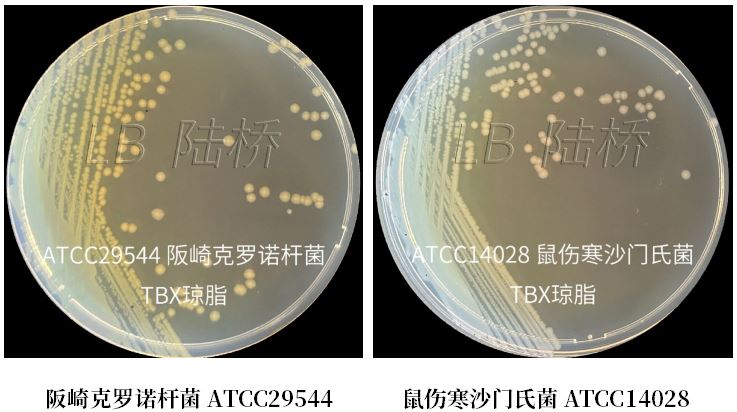 GB 4789.38-2025《食品安全國家標(biāo)準(zhǔn) 食品微生物學(xué)檢驗 大腸埃希氏菌計數(shù)》解讀 GB 4789.38-2025《食品安全國家標(biāo)準(zhǔn) 食品微生物學(xué)檢驗 大腸埃希氏菌計數(shù)》解讀