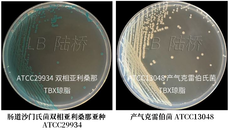 GB 4789.38-2025《食品安全國家標(biāo)準(zhǔn) 食品微生物學(xué)檢驗 大腸埃希氏菌計數(shù)》解讀 GB 4789.38-2025《食品安全國家標(biāo)準(zhǔn) 食品微生物學(xué)檢驗 大腸埃希氏菌計數(shù)》解讀
