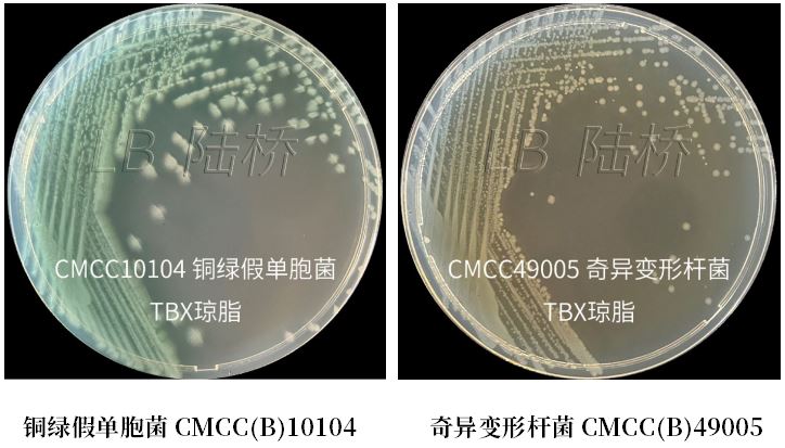 GB 4789.38-2025《食品安全國家標(biāo)準(zhǔn) 食品微生物學(xué)檢驗 大腸埃希氏菌計數(shù)》解讀 GB 4789.38-2025《食品安全國家標(biāo)準(zhǔn) 食品微生物學(xué)檢驗 大腸埃希氏菌計數(shù)》解讀