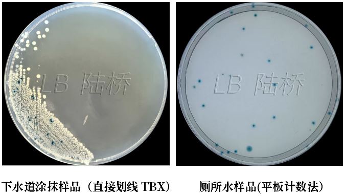 GB 4789.38-2025《食品安全國家標(biāo)準(zhǔn) 食品微生物學(xué)檢驗 大腸埃希氏菌計數(shù)》解讀 GB 4789.38-2025《食品安全國家標(biāo)準(zhǔn) 食品微生物學(xué)檢驗 大腸埃希氏菌計數(shù)》解讀